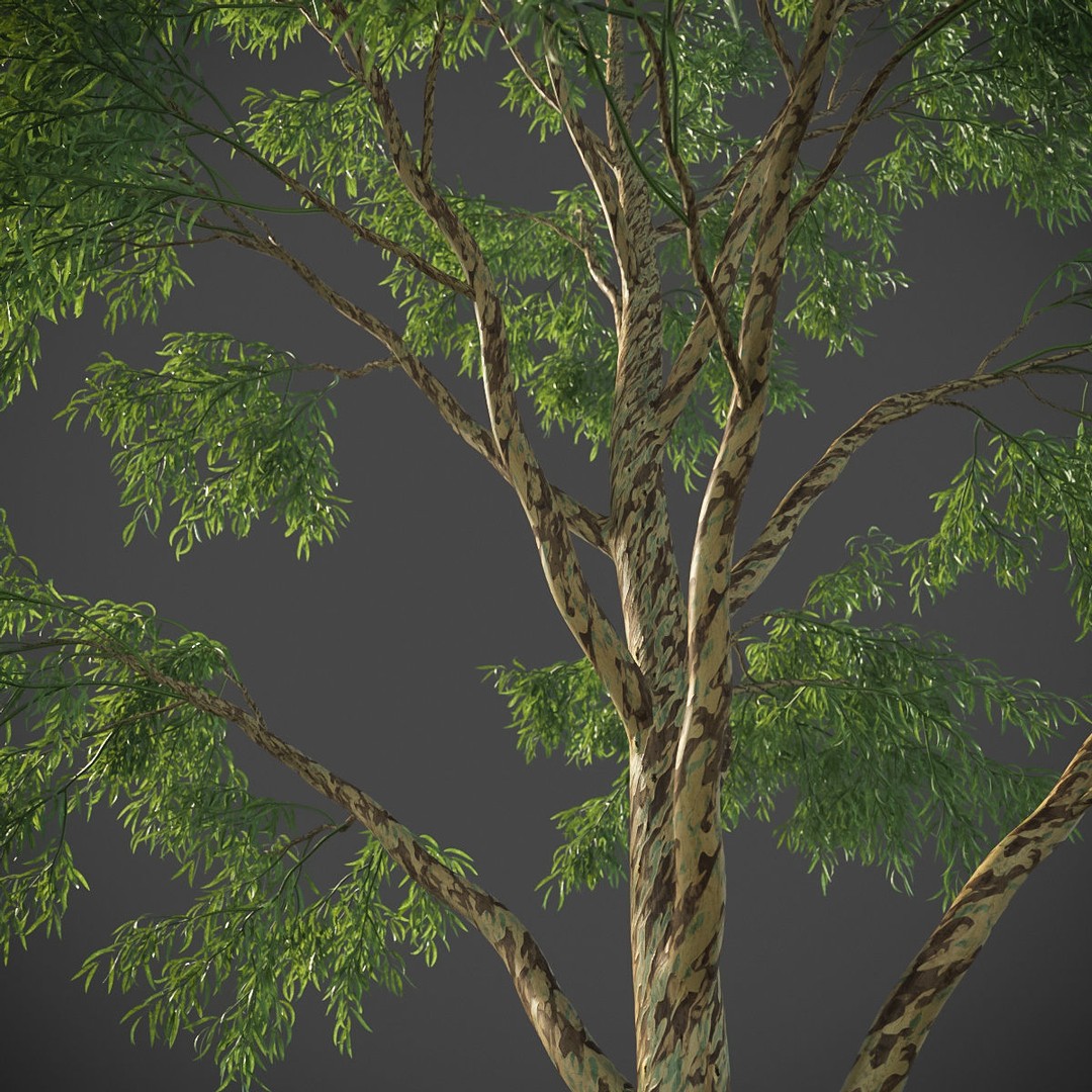 Southern Blue Gum 3D Model – High Poly Eucalyptus Tree, PBR - View 11