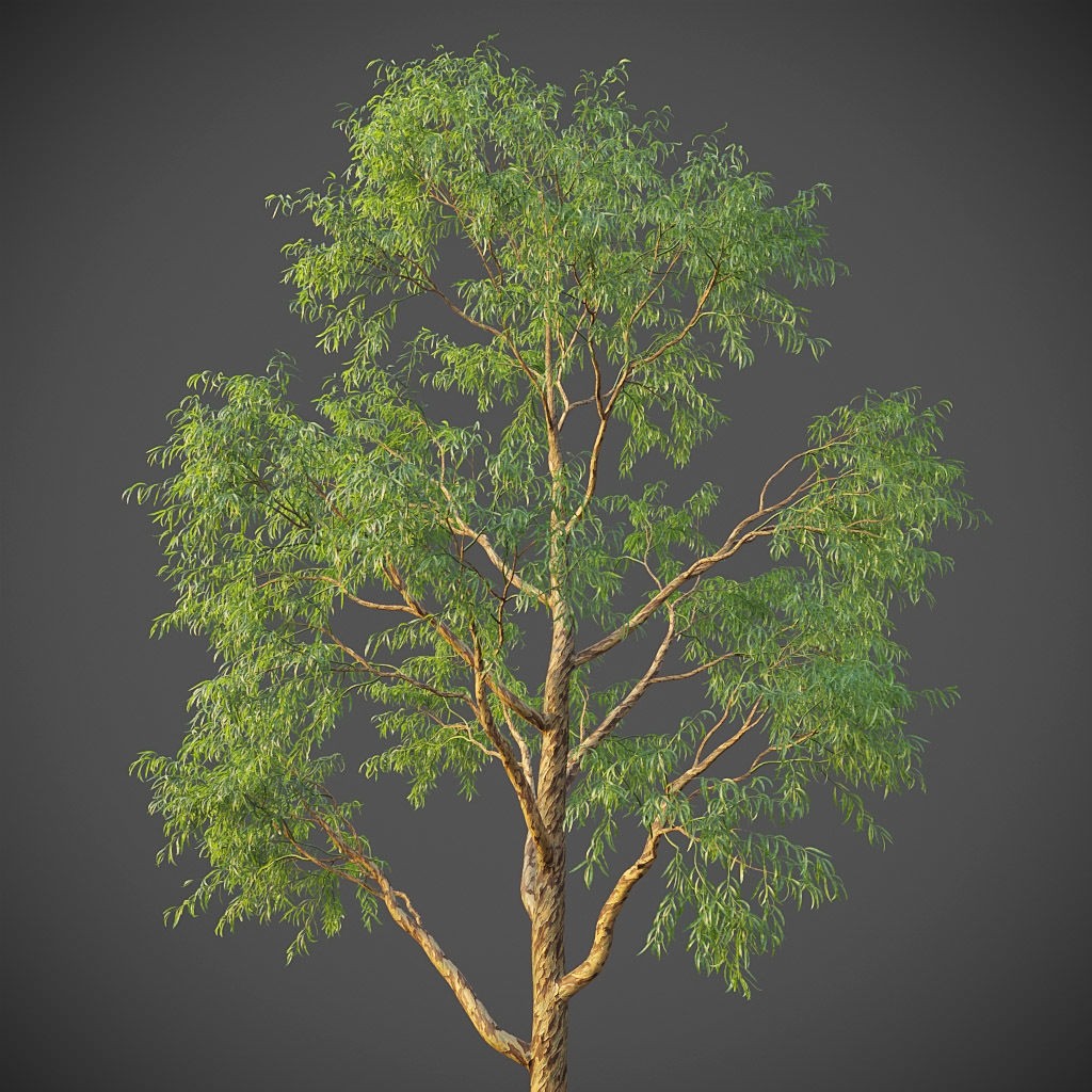 Southern Blue Gum 3D Model – High Poly Eucalyptus Tree, PBR - View 12