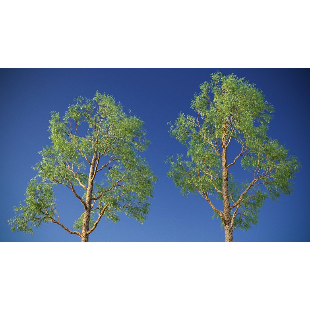 Southern Blue Gum 3D Model – High Poly Eucalyptus Tree, PBR - View 13