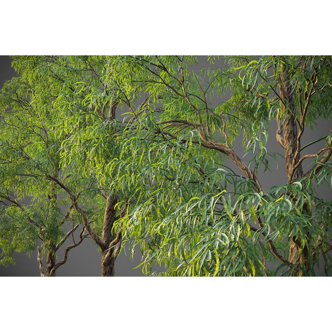 Southern Blue Gum 3D Model – High Poly Eucalyptus Tree, PBR - View 14