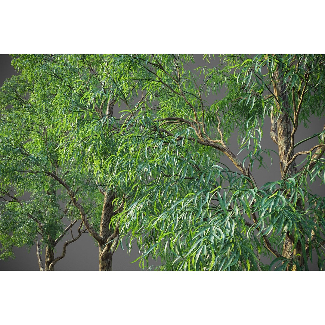 Southern Blue Gum 3D Model – High Poly Eucalyptus Tree, PBR - View 15