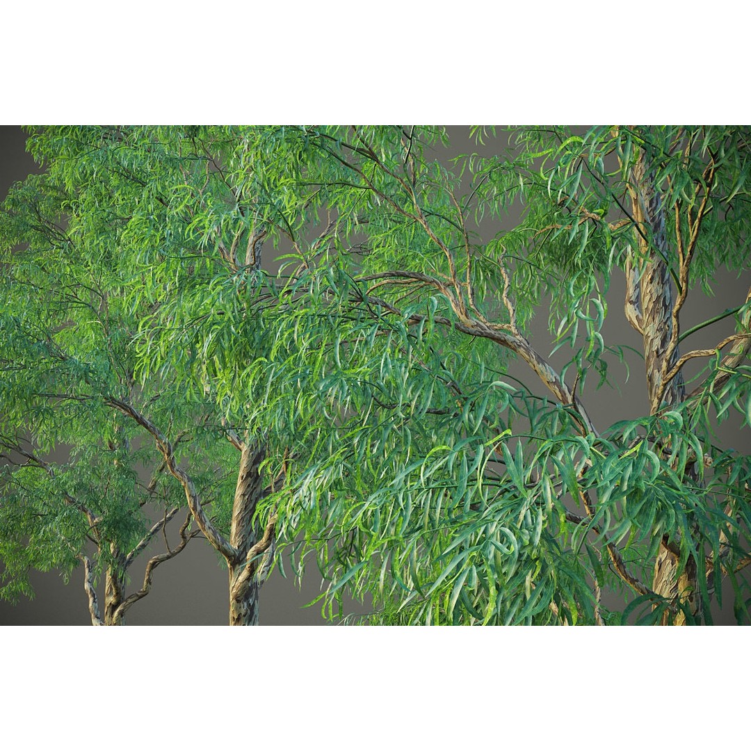 Southern Blue Gum 3D Model – High Poly Eucalyptus Tree, PBR - View 16