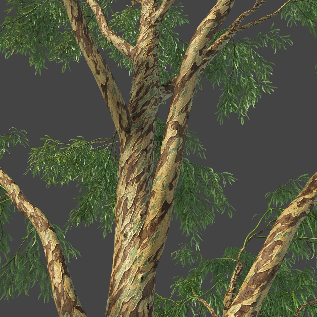 Southern Blue Gum 3D Model – High Poly Eucalyptus Tree, PBR - View 17