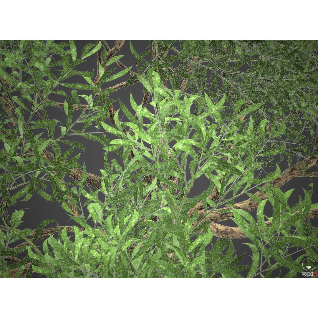 Southern Blue Gum 3D Model – High Poly Eucalyptus Tree, PBR - View 18