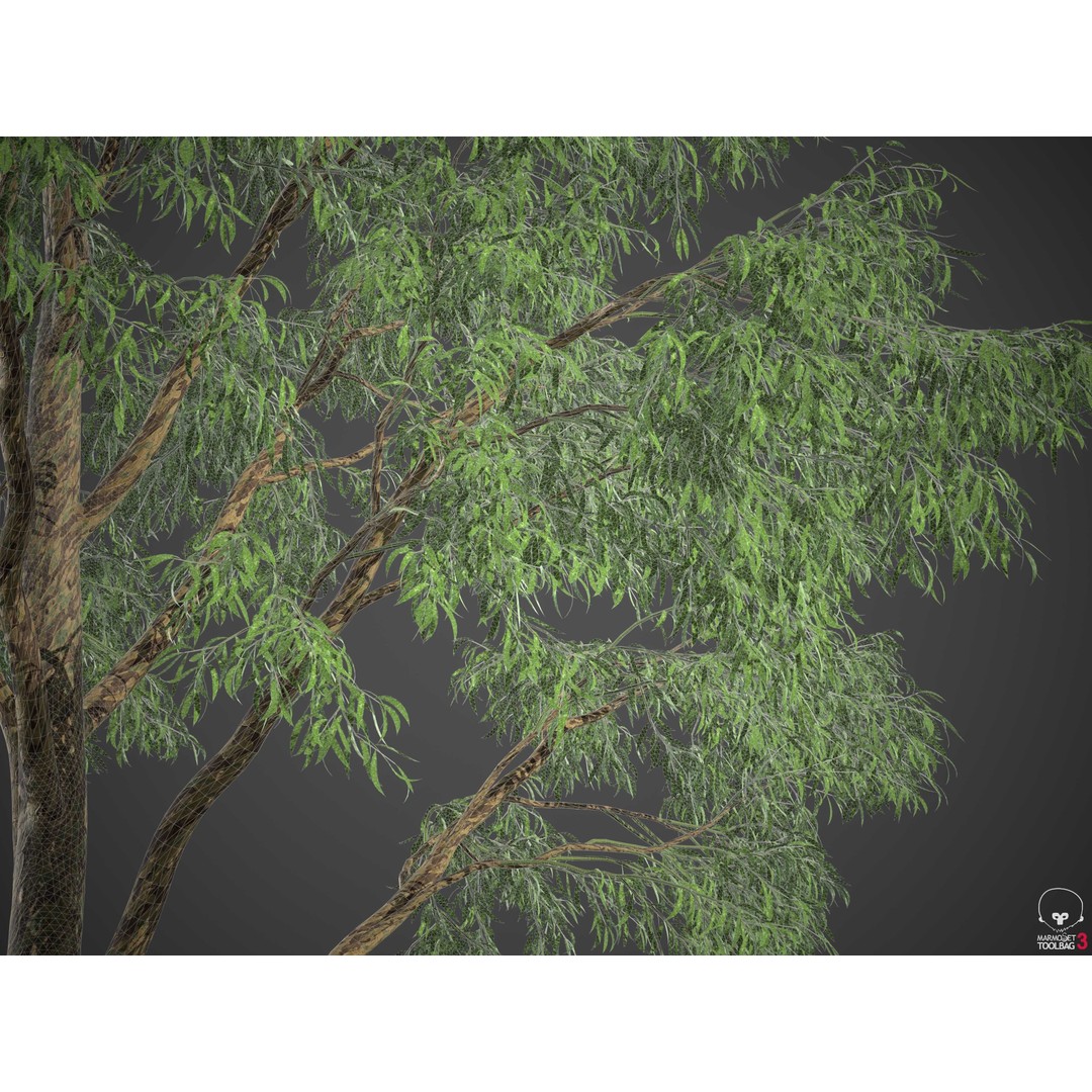 Southern Blue Gum 3D Model – High Poly Eucalyptus Tree, PBR - View 19