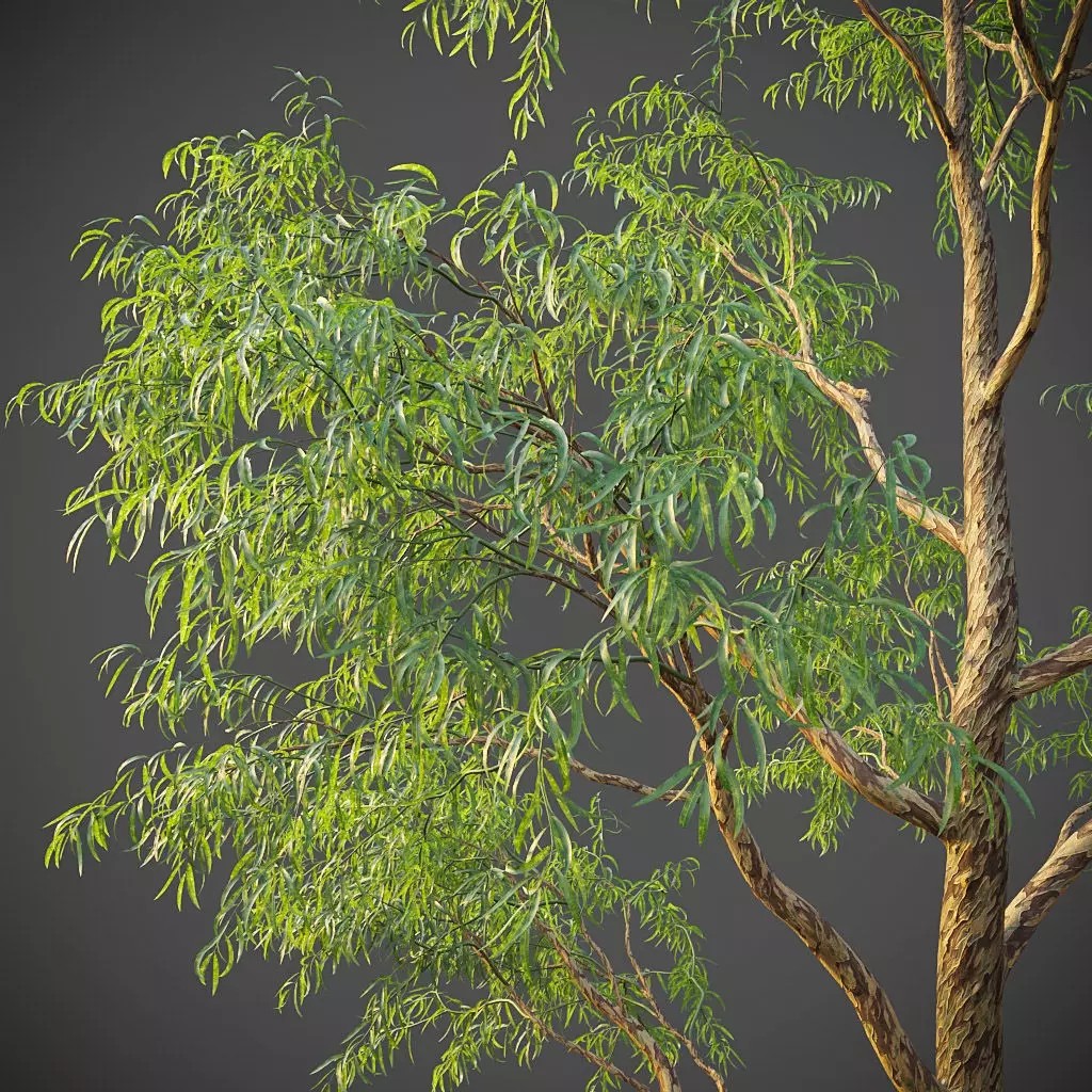 Southern Blue Gum 3D Model – High Poly Eucalyptus Tree, PBR - View 2