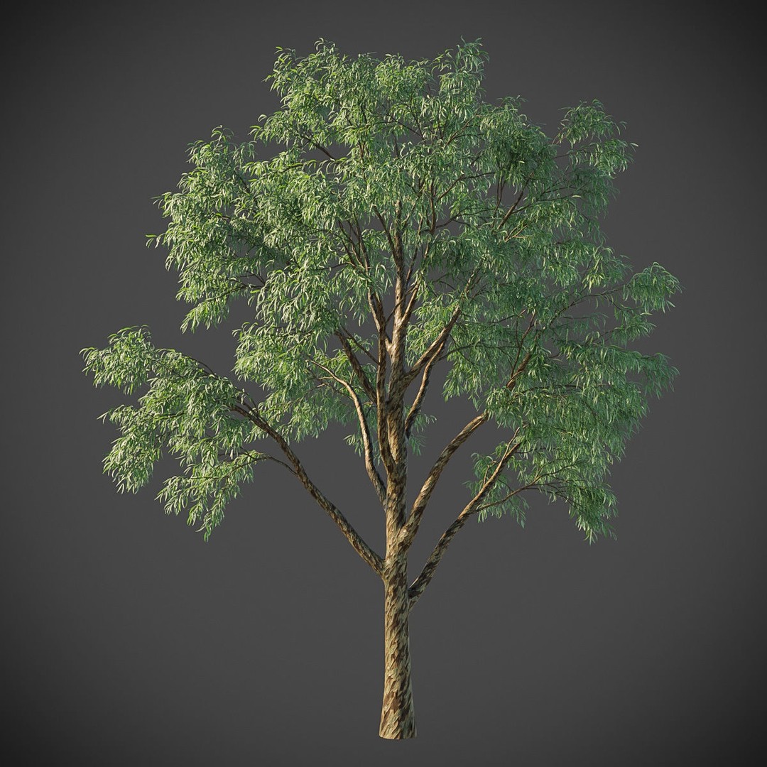 Southern Blue Gum 3D Model – High Poly Eucalyptus Tree, PBR - View 3