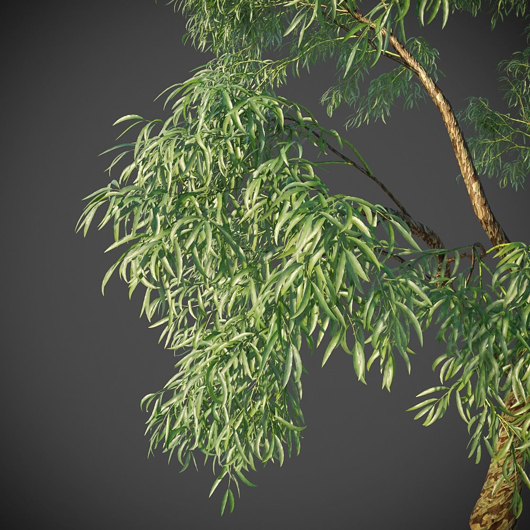 Southern Blue Gum 3D Model – High Poly Eucalyptus Tree, PBR - View 4