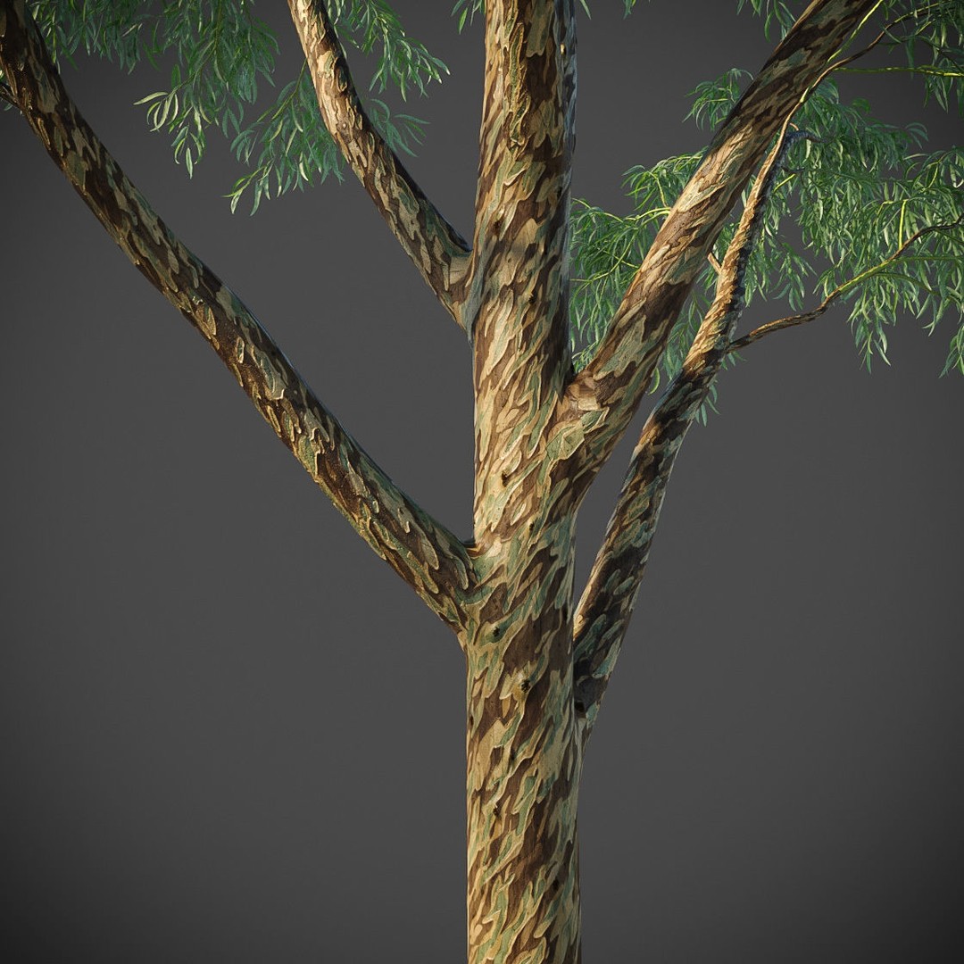 Southern Blue Gum 3D Model – High Poly Eucalyptus Tree, PBR - View 5