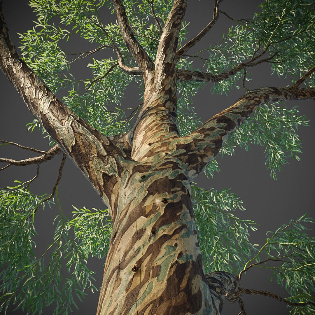 Southern Blue Gum 3D Model – High Poly Eucalyptus Tree, PBR - View 6