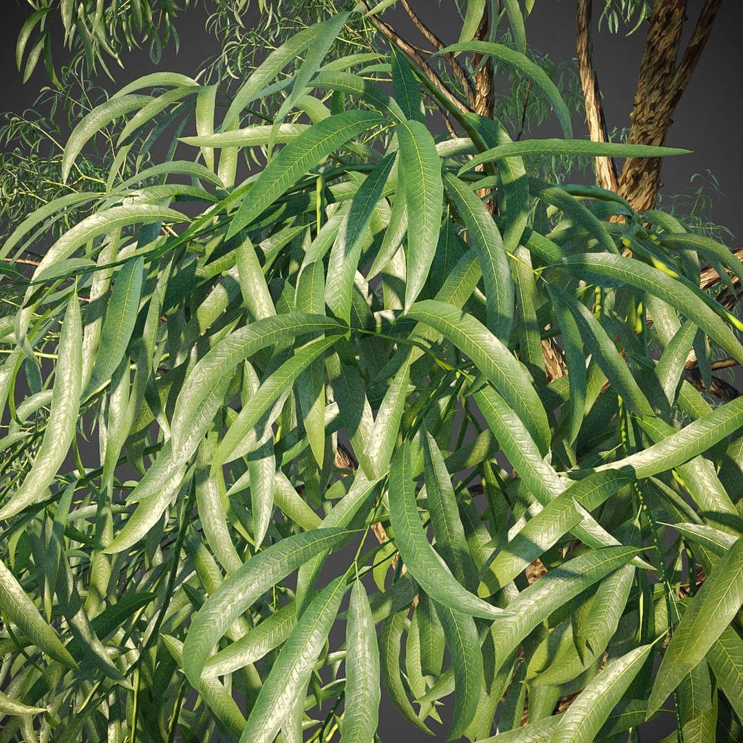 Southern Blue Gum 3D Model – High Poly Eucalyptus Tree, PBR - View 7