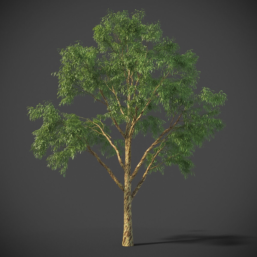 Southern Blue Gum 3D Model – High Poly Eucalyptus Tree, PBR - View 8