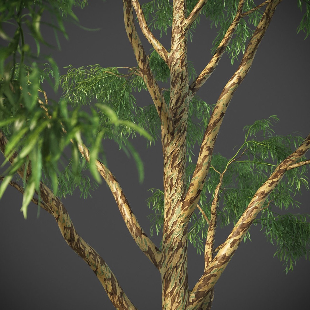Southern Blue Gum 3D Model – High Poly Eucalyptus Tree, PBR - View 9