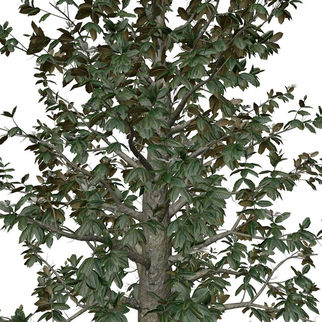 Southern Magnolia Tree 3D Model – Photorealistic Game Asset, FBX