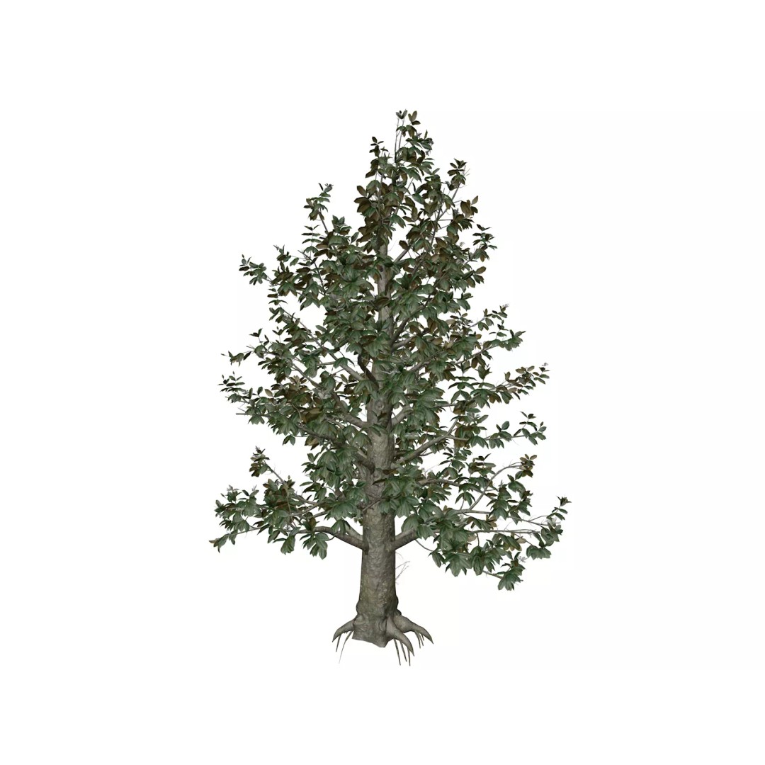 Southern Magnolia Tree 3D Model – Photorealistic Game Asset, FBX - View 2
