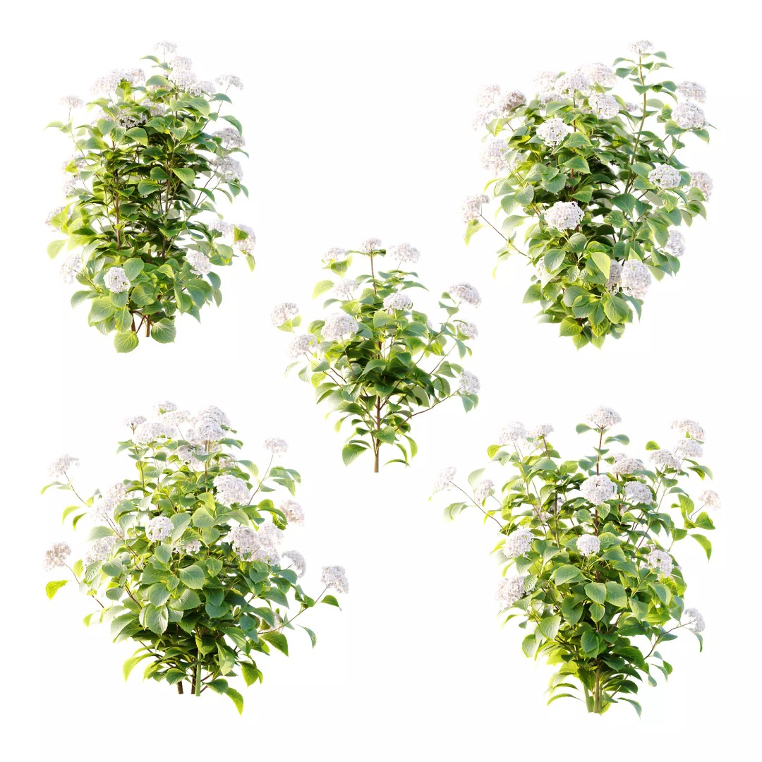 Hydrangea Arborescens Bush 3D Model – Realistic PBR Asset, FBX, OBJ - View 2