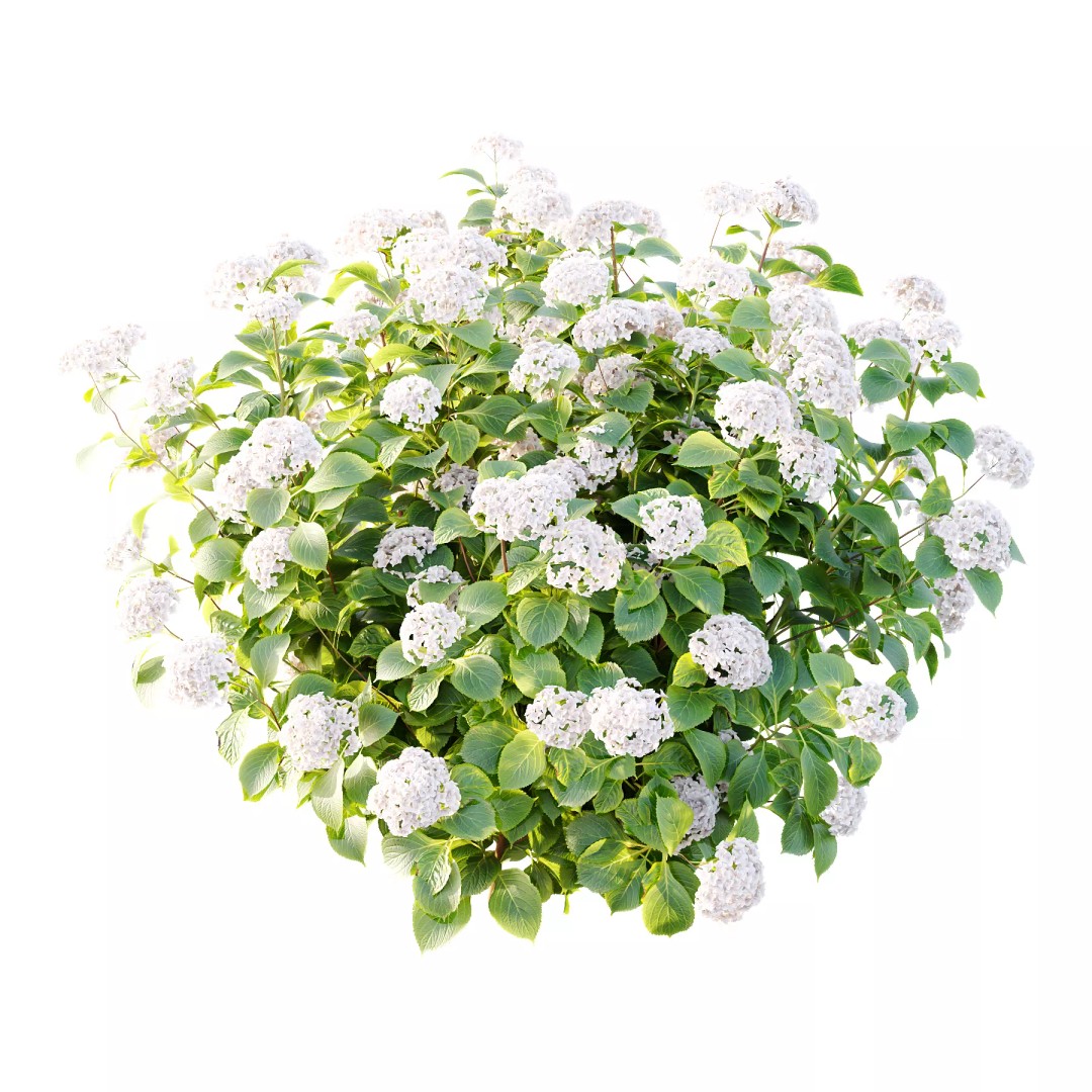 Hydrangea Arborescens Bush 3D Model – Realistic PBR Asset, FBX, OBJ - View 3