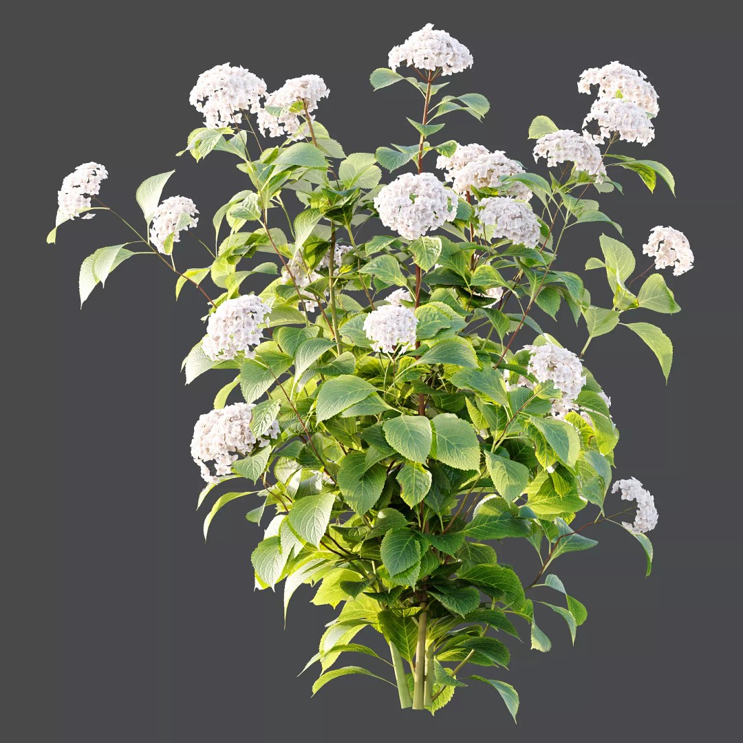 Hydrangea Arborescens Bush 3D Model – Realistic PBR Asset, FBX, OBJ - View 4