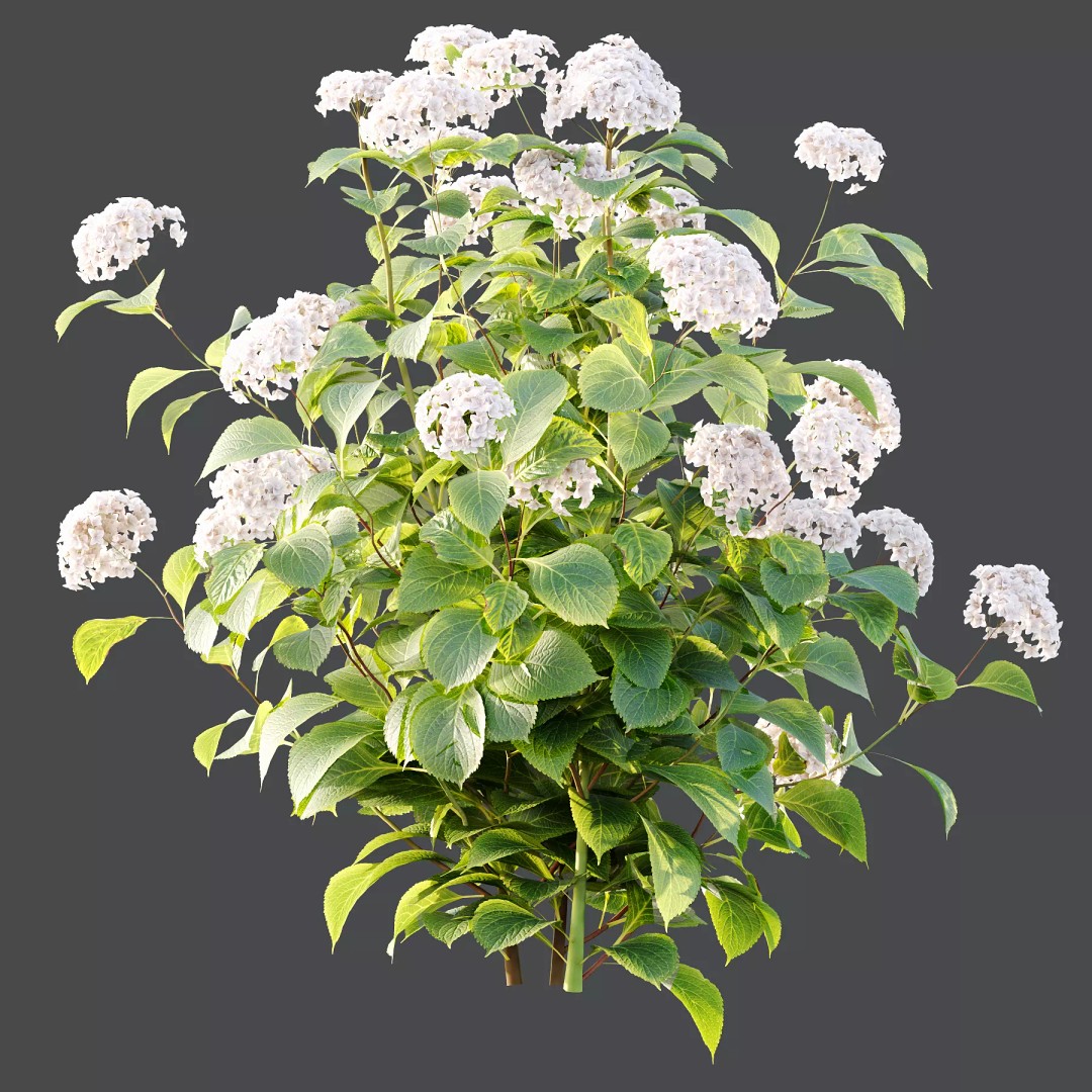 Hydrangea Arborescens Bush 3D Model – Realistic PBR Asset, FBX, OBJ - View 5