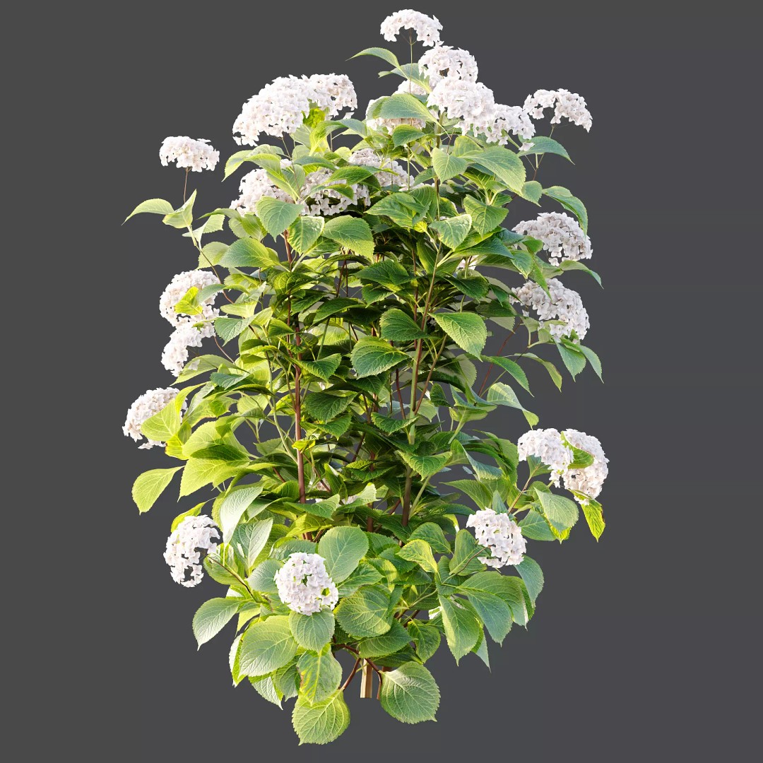Hydrangea Arborescens Bush 3D Model – Realistic PBR Asset, FBX, OBJ - View 6