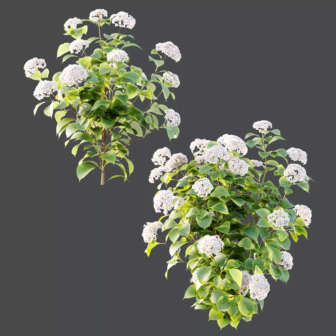 Hydrangea Arborescens Bush 3D Model – Realistic PBR Asset, FBX, OBJ - View 7