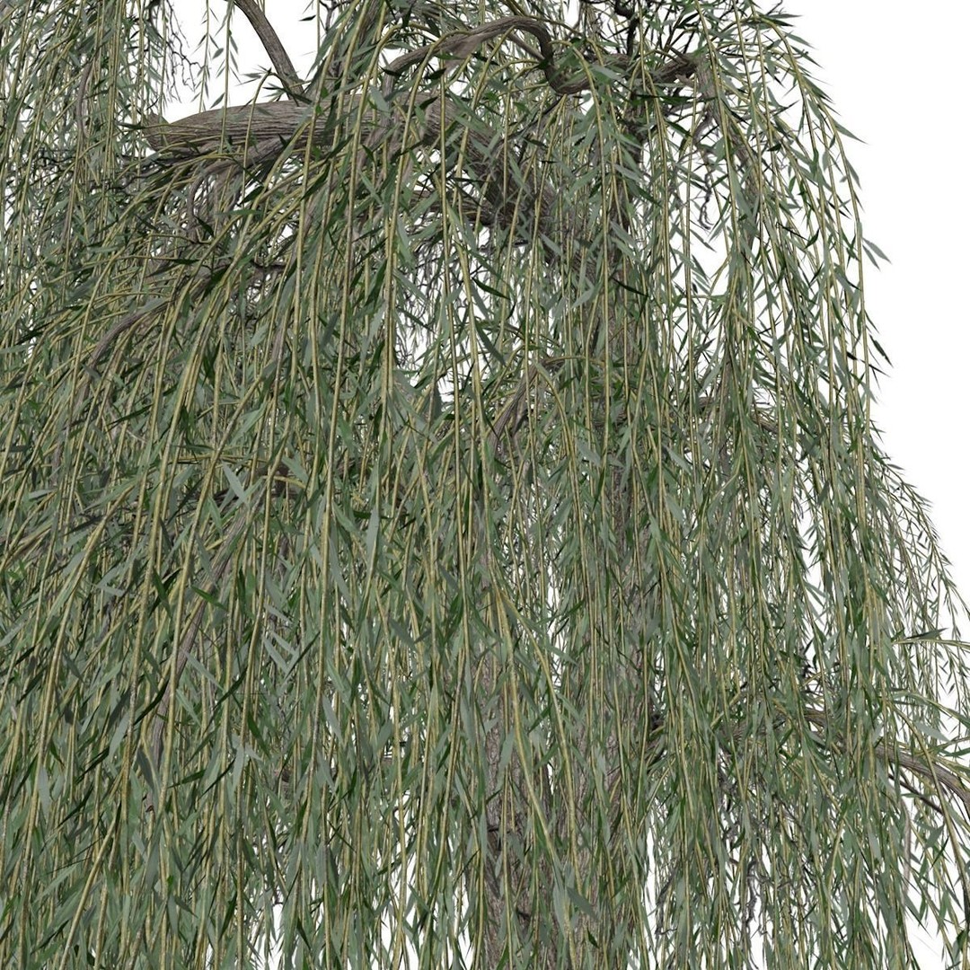 Weeping Willow Tree 3D Model – Photorealistic Landscape Asset, FBX