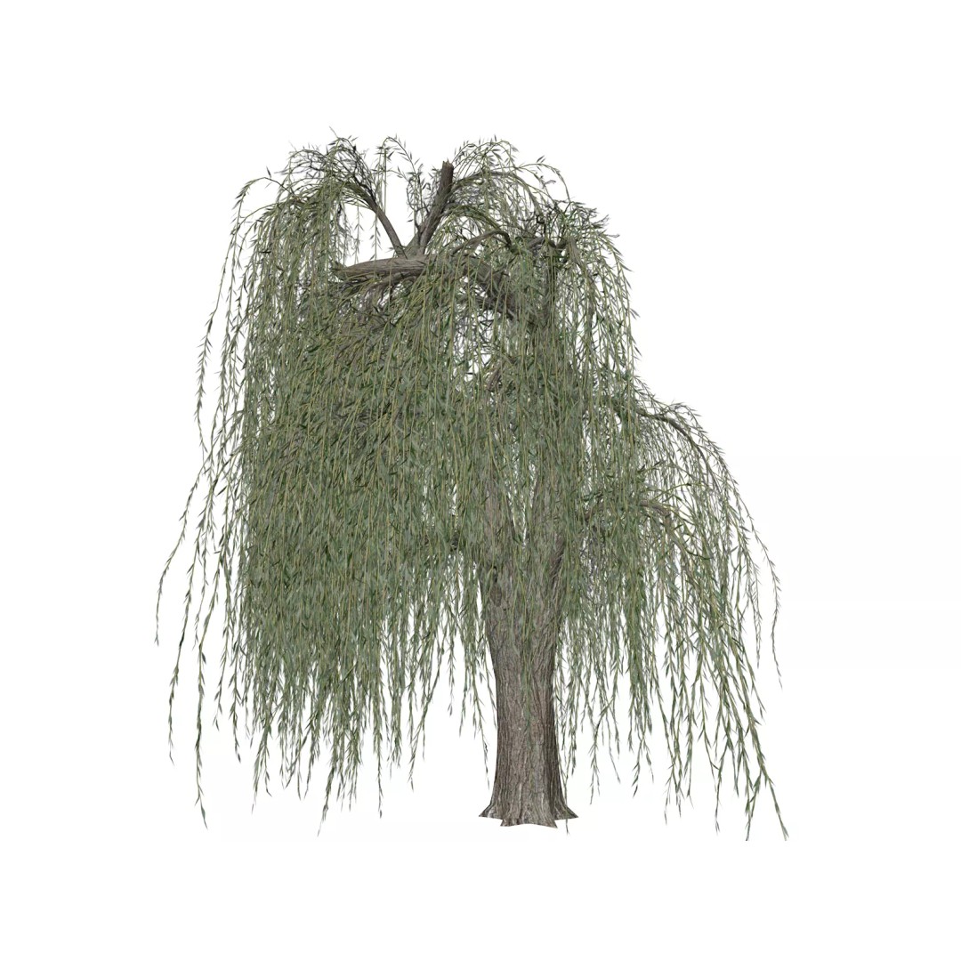 Weeping Willow Tree 3D Model – Photorealistic Landscape Asset, FBX - View 2