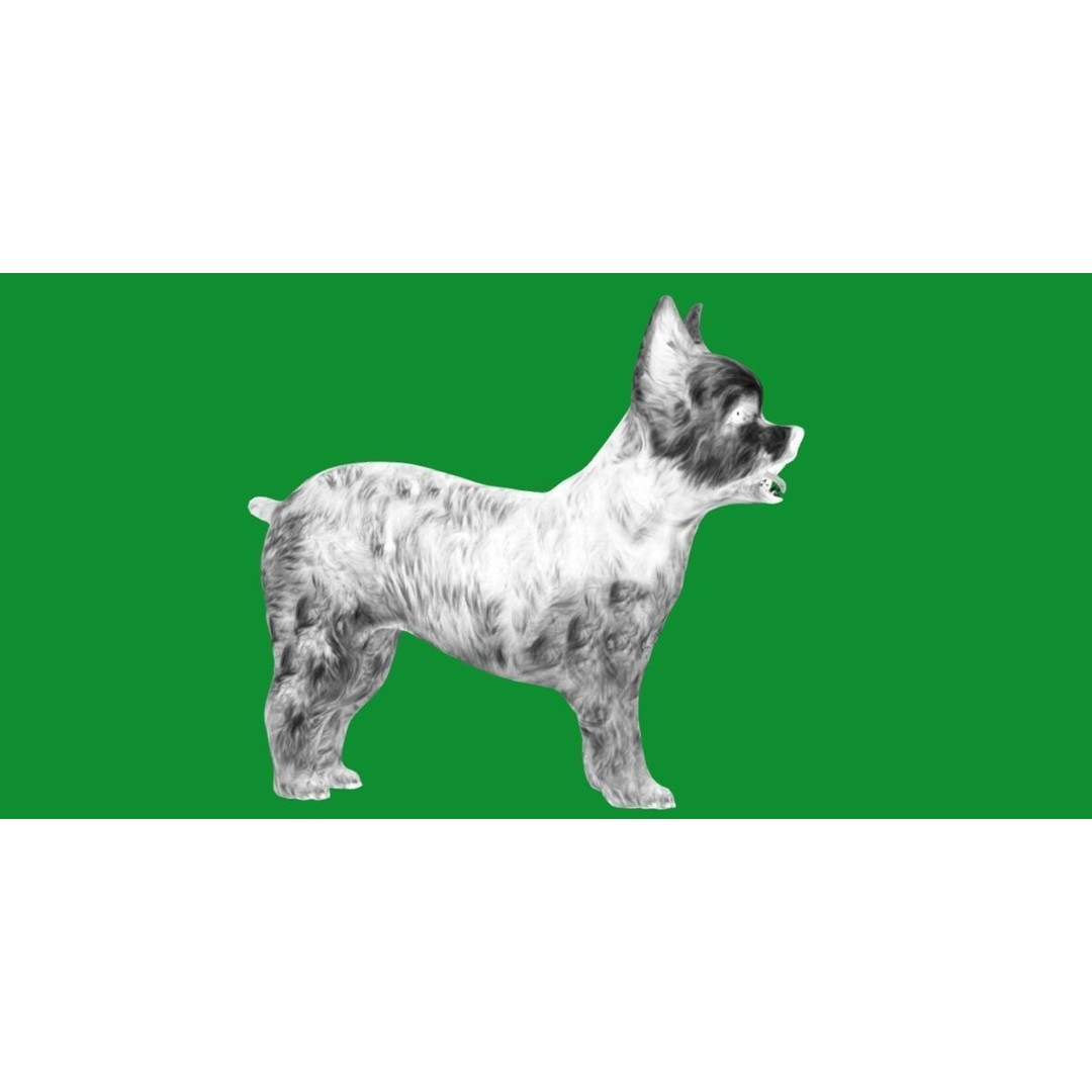Yorkshire Terrier Dog 3D Model – Low Poly Game Ready, FBX & Blender - View 10
