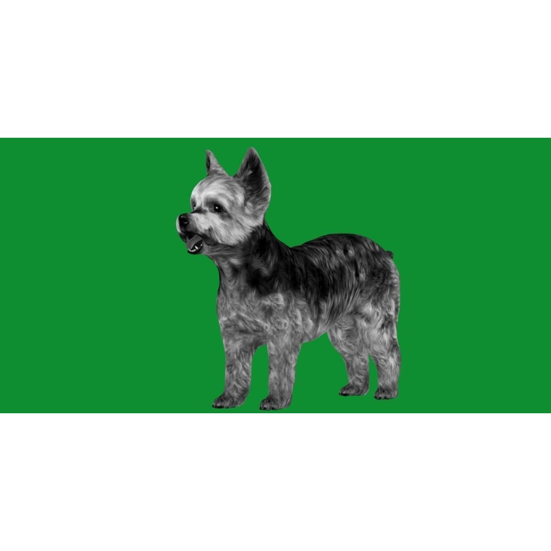 Yorkshire Terrier Dog 3D Model – Low Poly Game Ready, FBX & Blender - View 11