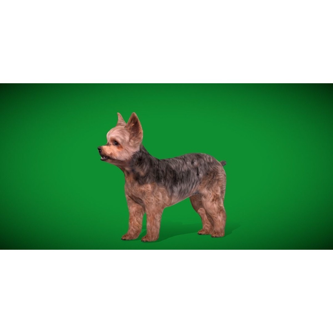 Yorkshire Terrier Dog 3D Model – Low Poly Game Ready, FBX & Blender - View 16