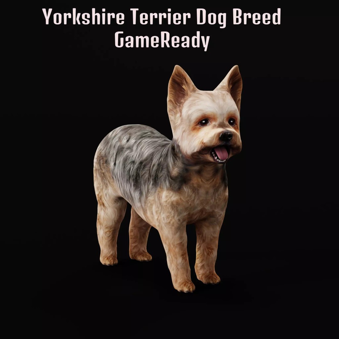 Yorkshire Terrier Dog 3D Model – Low Poly Game Ready, FBX & Blender - View 2