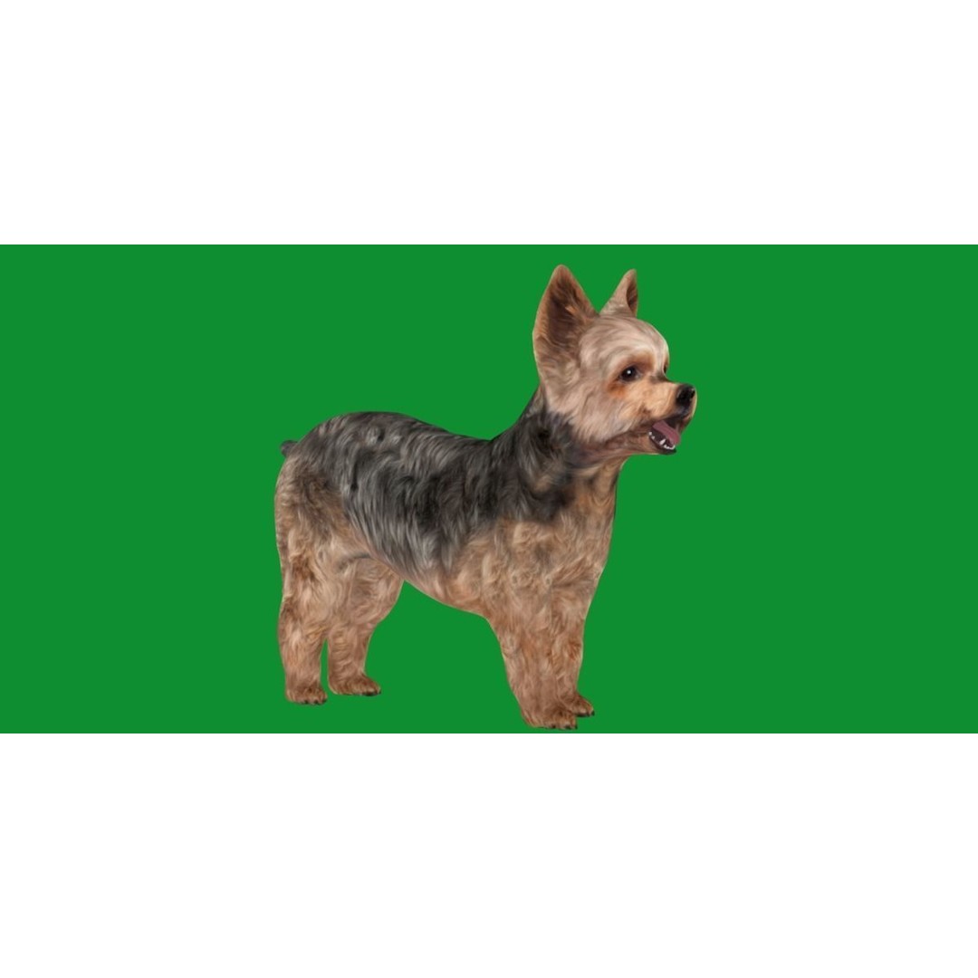 Yorkshire Terrier Dog 3D Model – Low Poly Game Ready, FBX & Blender - View 20