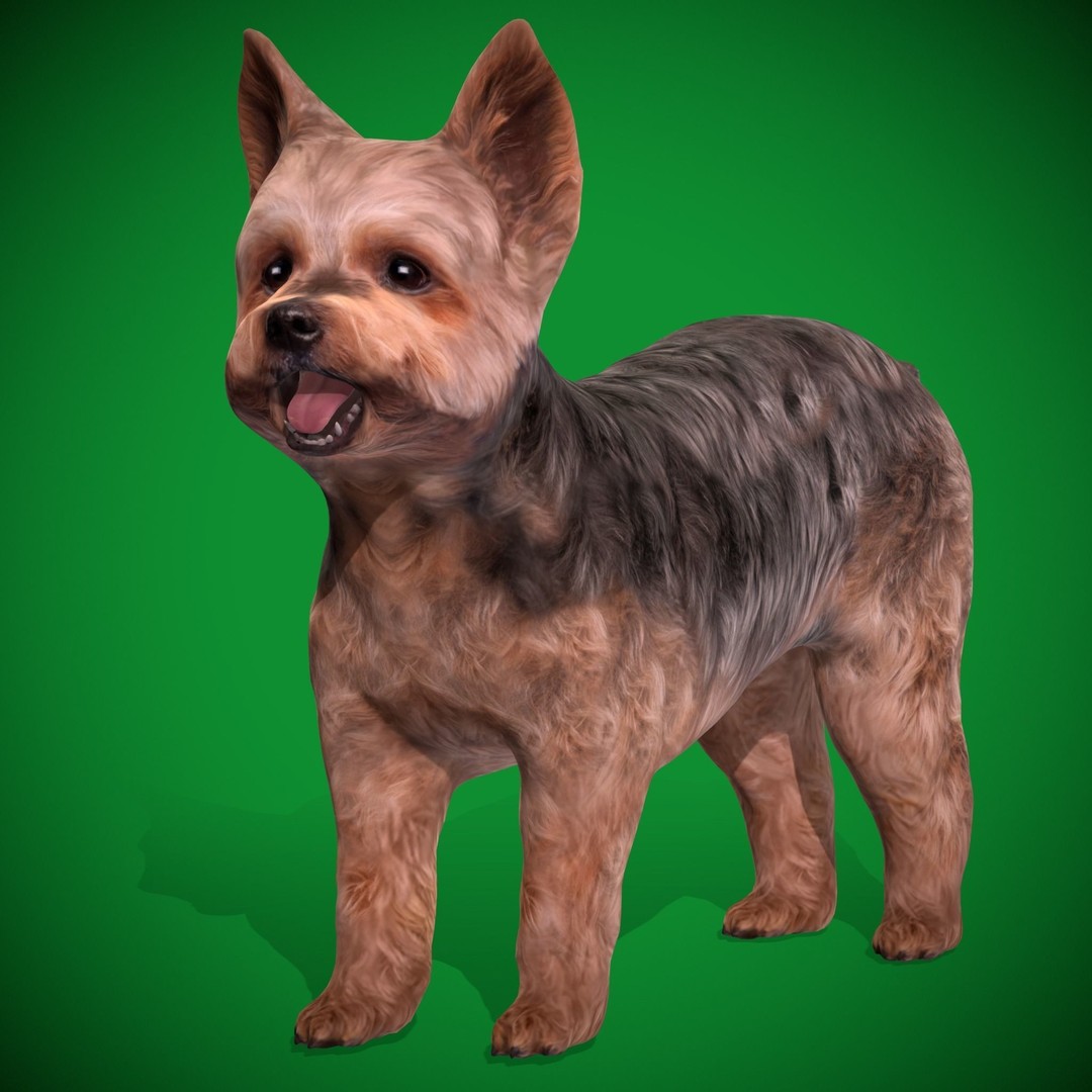Yorkshire Terrier Dog 3D Model – Low Poly Game Ready, FBX & Blender - View 21