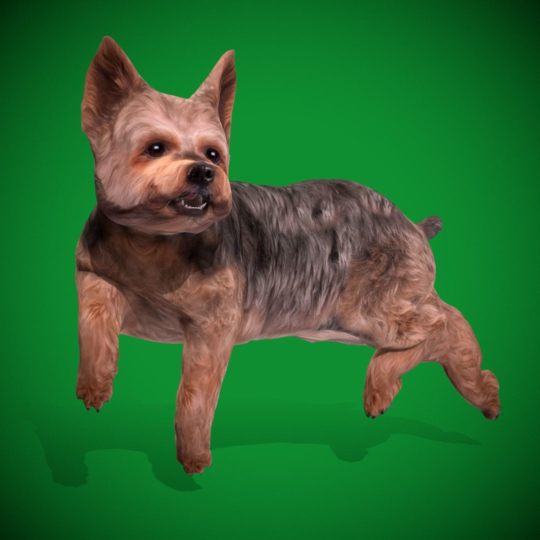 Yorkshire Terrier Dog 3D Model – Low Poly Game Ready, FBX & Blender - View 22