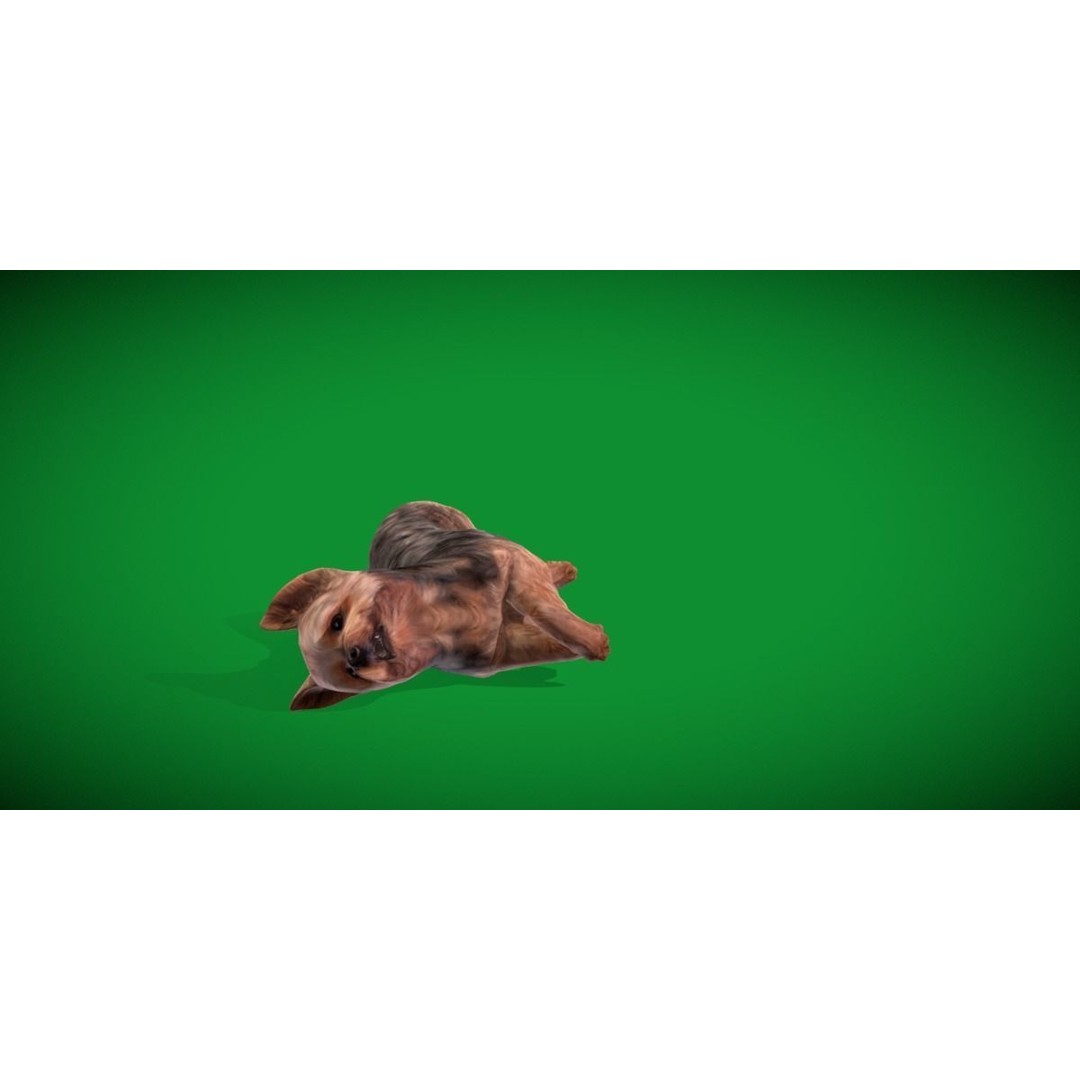 Yorkshire Terrier Dog 3D Model – Low Poly Game Ready, FBX & Blender - View 23