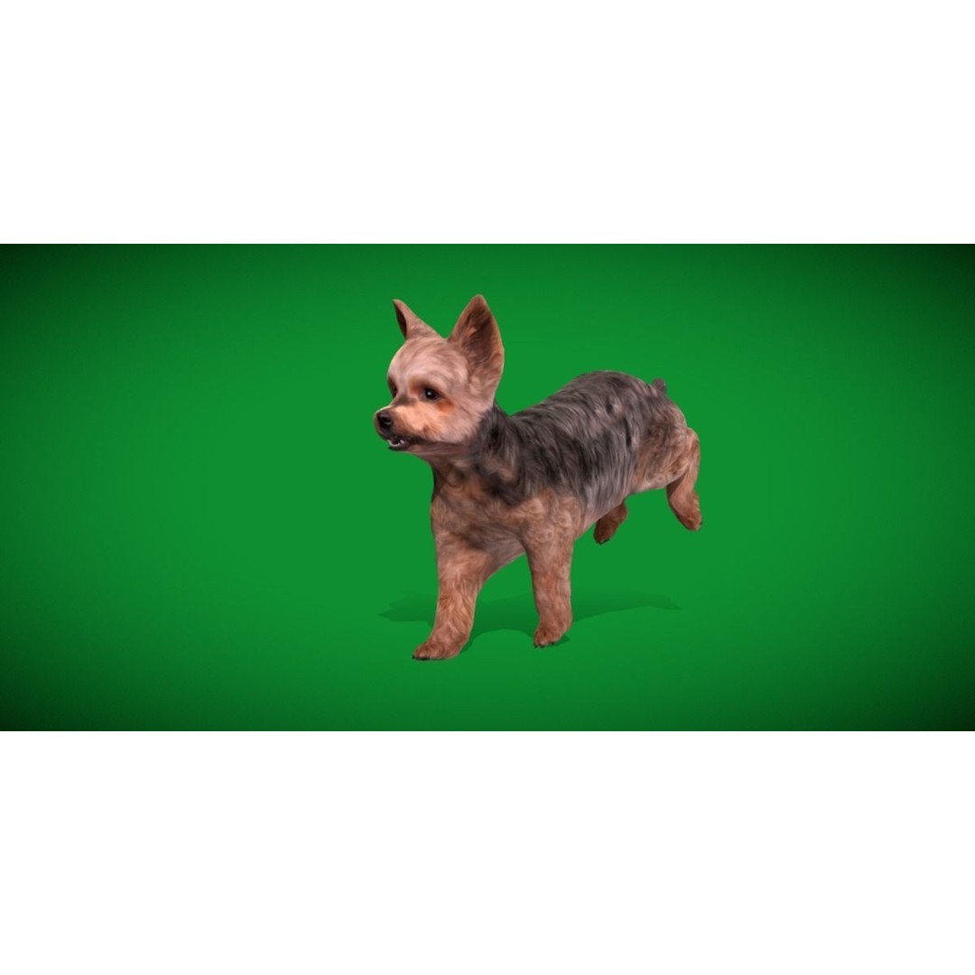 Yorkshire Terrier Dog 3D Model – Low Poly Game Ready, FBX & Blender - View 24