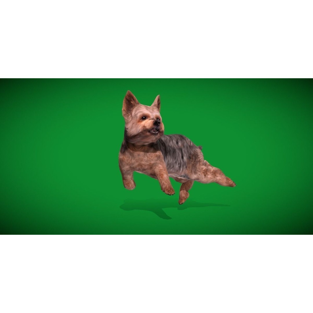Yorkshire Terrier Dog 3D Model – Low Poly Game Ready, FBX & Blender - View 25