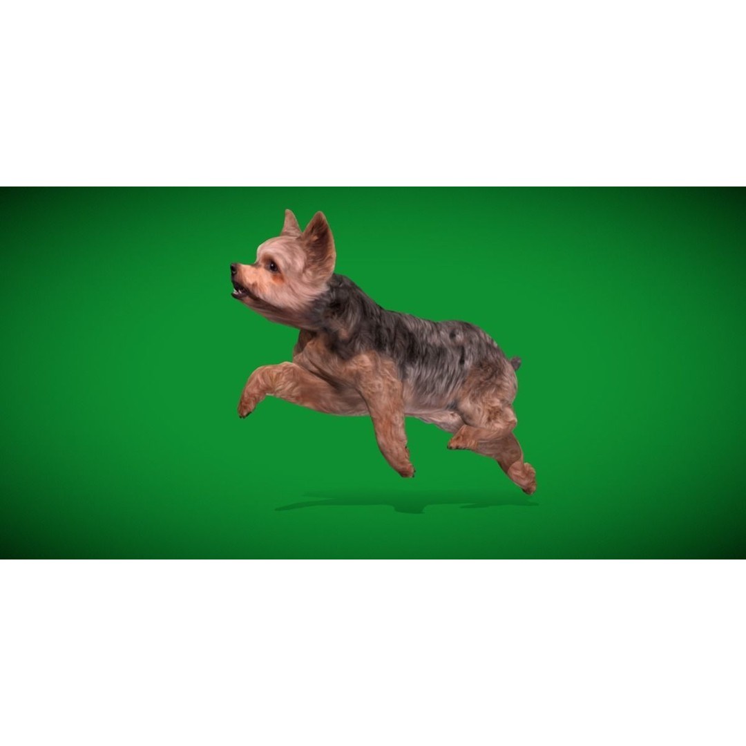 Yorkshire Terrier Dog 3D Model – Low Poly Game Ready, FBX & Blender - View 26