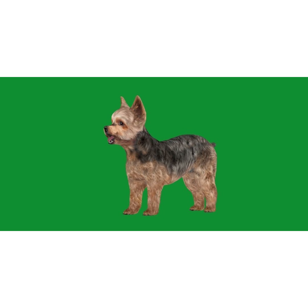 Yorkshire Terrier Dog 3D Model – Low Poly Game Ready, FBX & Blender - View 29