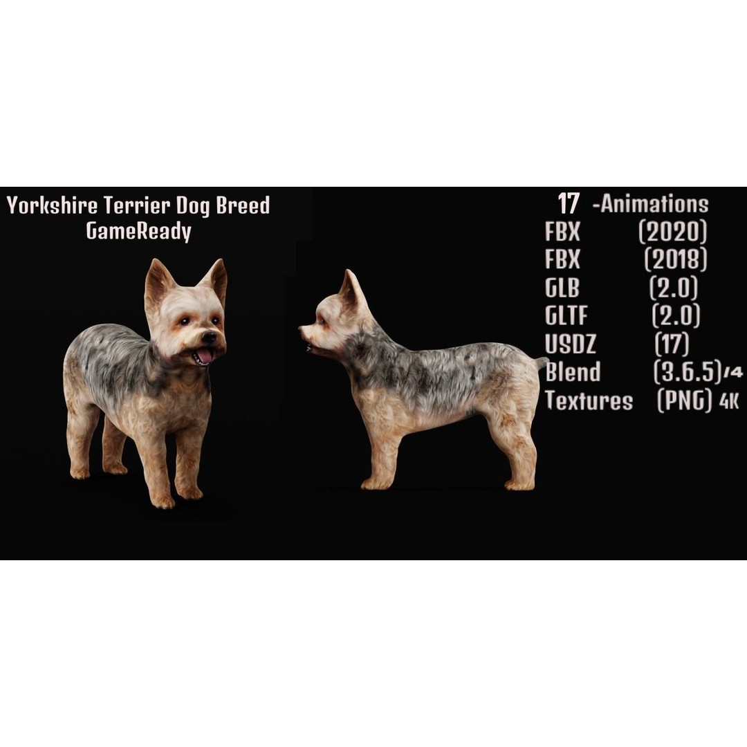 Yorkshire Terrier Dog 3D Model – Low Poly Game Ready, FBX & Blender - View 3