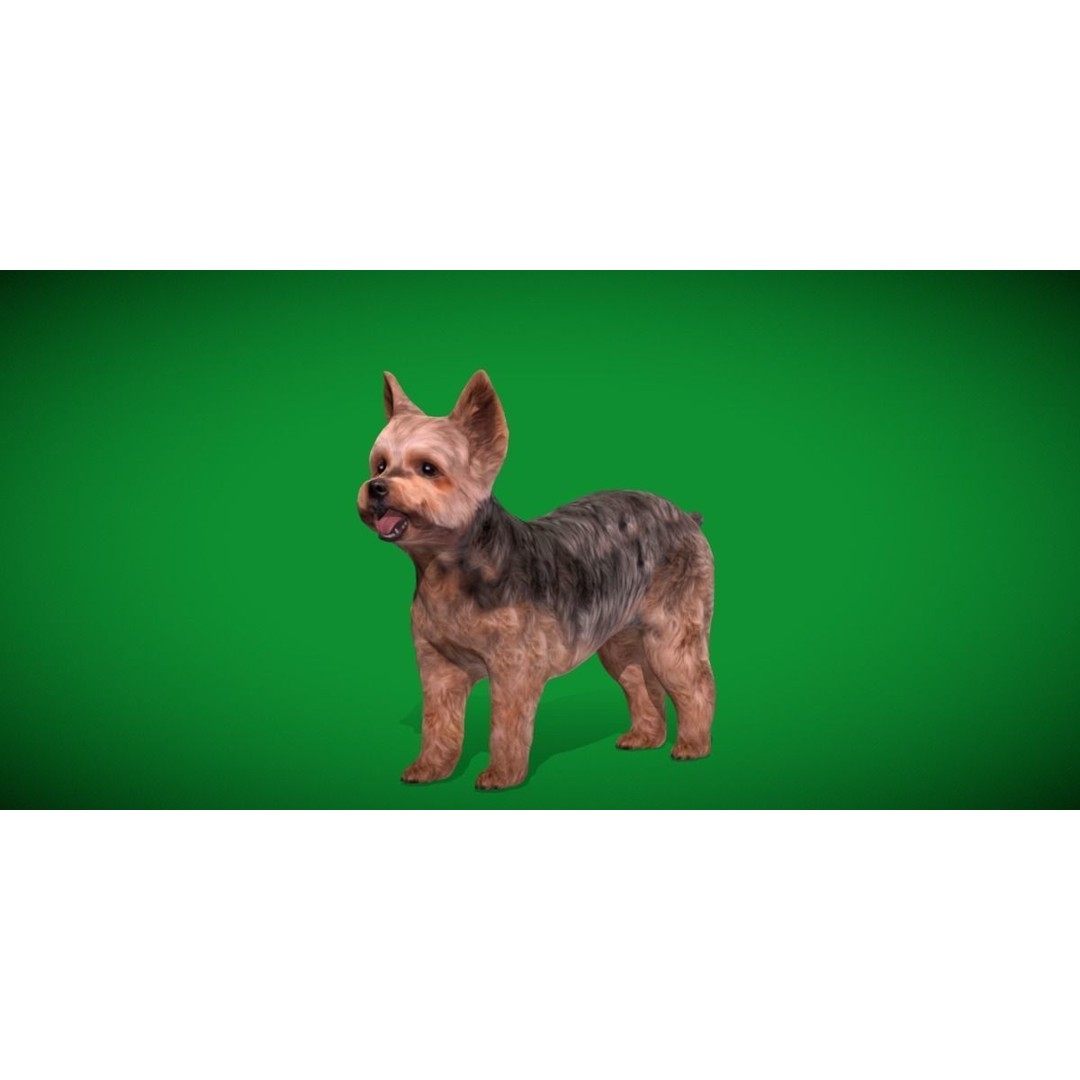 Yorkshire Terrier Dog 3D Model – Low Poly Game Ready, FBX & Blender - View 30