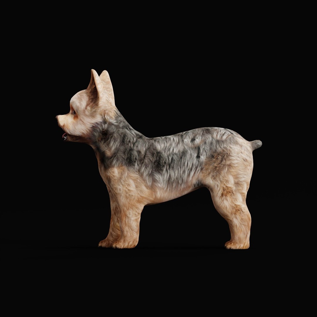 Yorkshire Terrier Dog 3D Model – Low Poly Game Ready, FBX & Blender - View 32