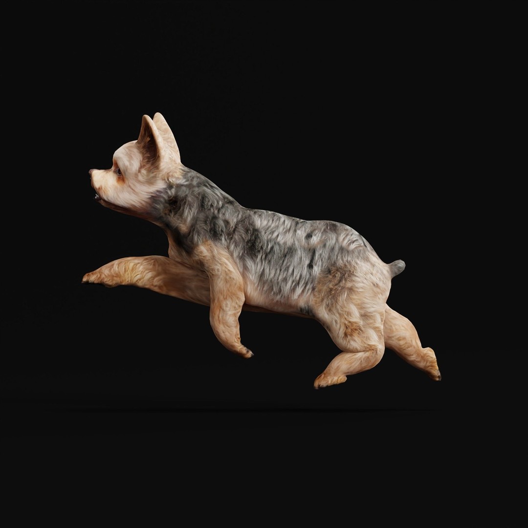 Yorkshire Terrier Dog 3D Model – Low Poly Game Ready, FBX & Blender - View 33