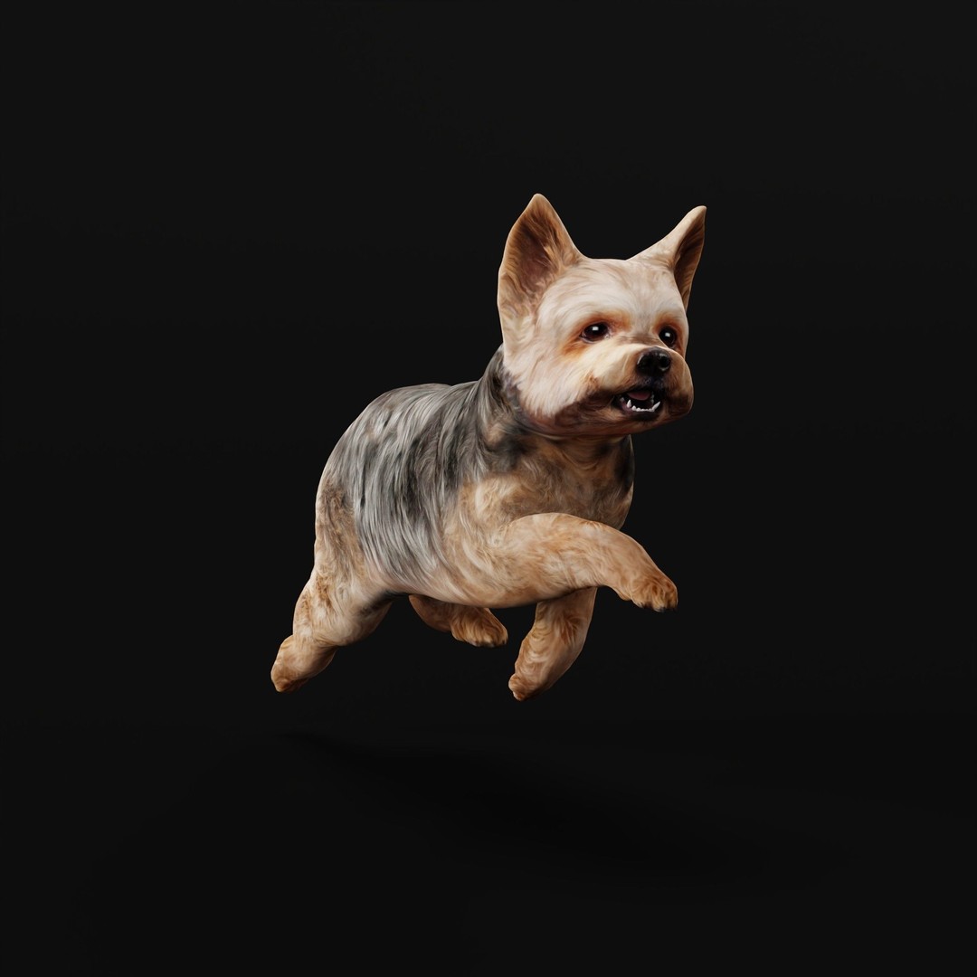 Yorkshire Terrier Dog 3D Model – Low Poly Game Ready, FBX & Blender - View 34