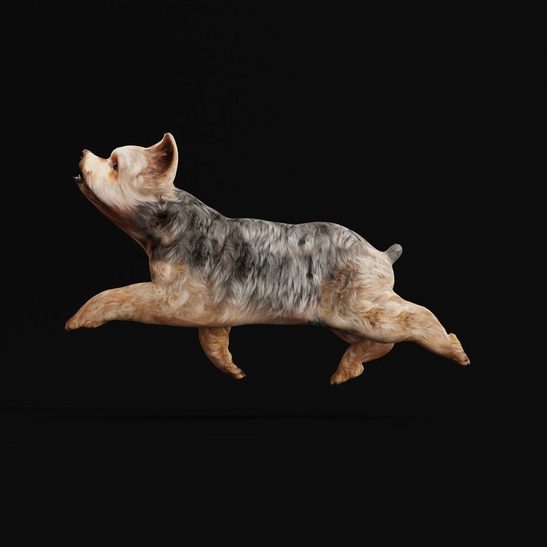 Yorkshire Terrier Dog 3D Model – Low Poly Game Ready, FBX & Blender - View 35