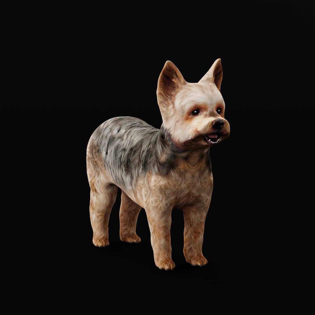 Yorkshire Terrier Dog 3D Model – Low Poly Game Ready, FBX & Blender - View 37