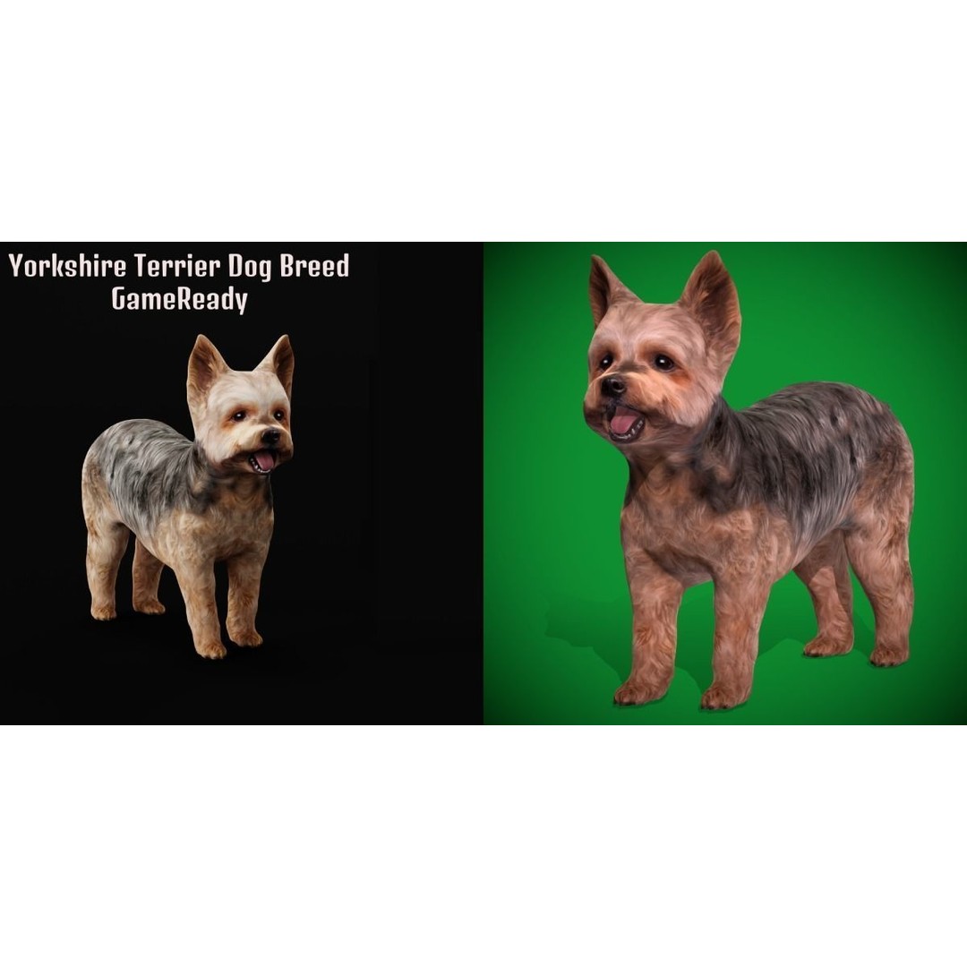 Yorkshire Terrier Dog 3D Model – Low Poly Game Ready, FBX & Blender - View 4