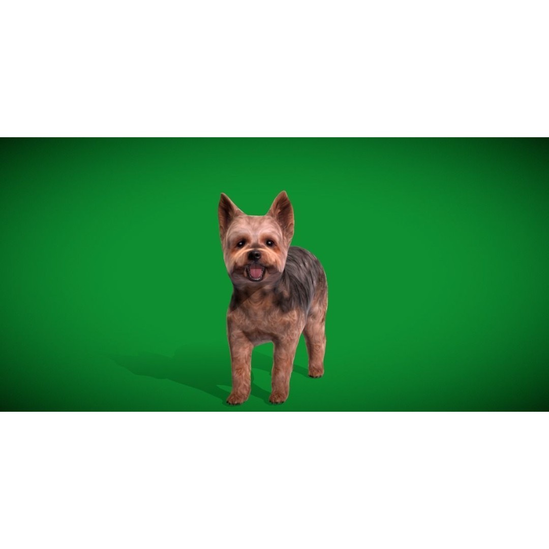 Yorkshire Terrier Dog 3D Model – Low Poly Game Ready, FBX & Blender - View 5