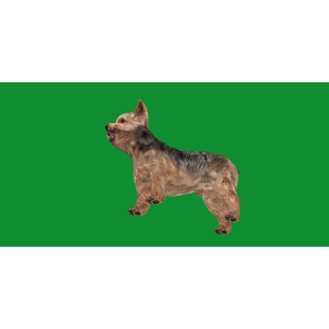 Yorkshire Terrier Dog 3D Model – Low Poly Game Ready, FBX & Blender - View 6