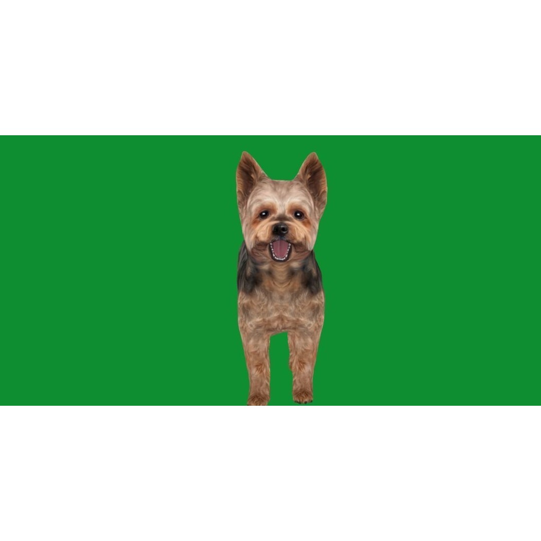 Yorkshire Terrier Dog 3D Model – Low Poly Game Ready, FBX & Blender - View 7
